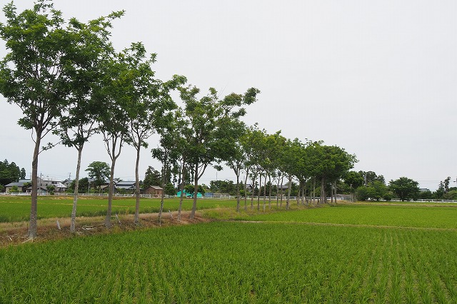 ハザ木並木０６