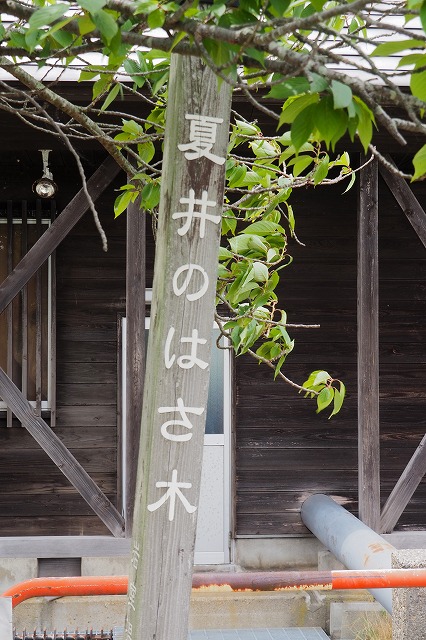 ハザ木並木０２