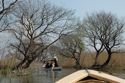 近江八幡水郷めぐり