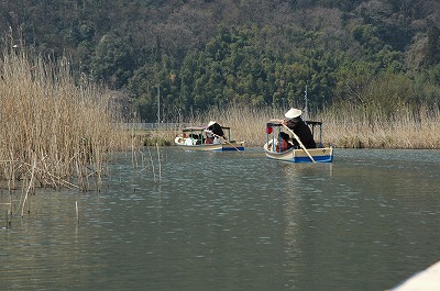 近江八幡水郷めぐり