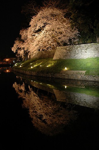 内堀と夜桜