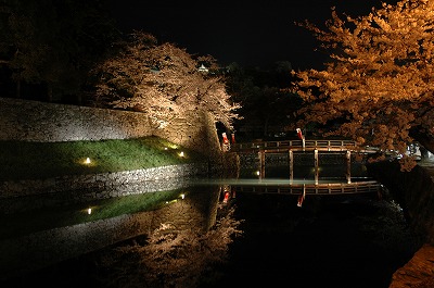 表門の夜桜と彦根城
