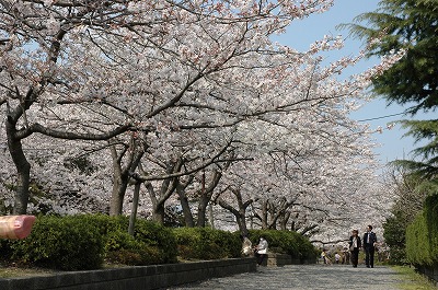 長浜城の桜