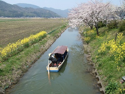 近江八幡水郷めぐり　さくら掘り