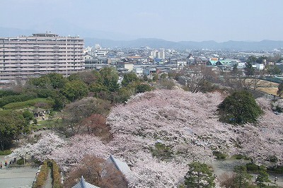 天守閣からの豊公園の桜