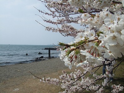 琵琶湖畔の太閤井戸と桜