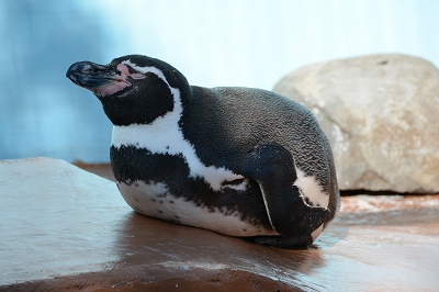 和歌山公園動物園　ペンギン