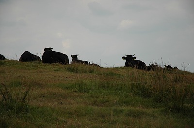 角島の放牧牛