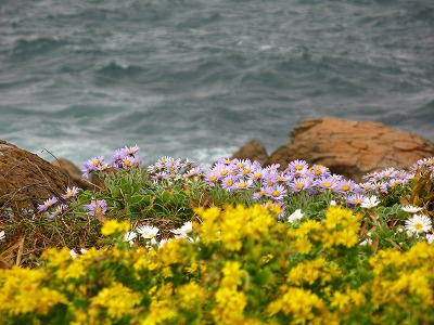 岬先端の花畑