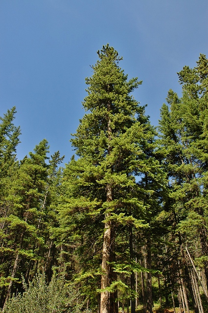 ミネワンカ湖11