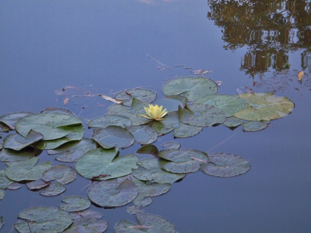 睡蓮の花