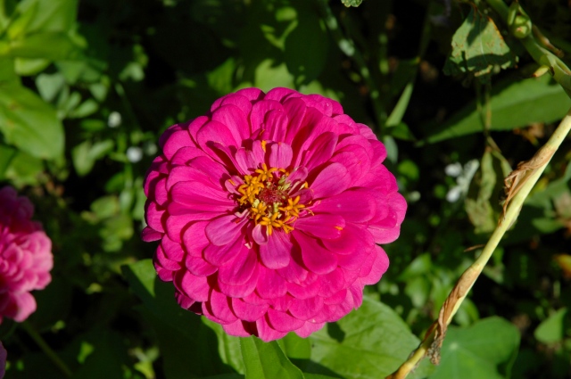 ジヴェルニの庭園の花３