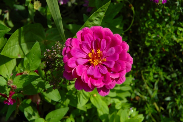 ジヴェルニの庭園の花４