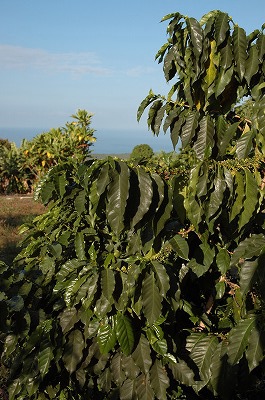 コナコーヒーの木