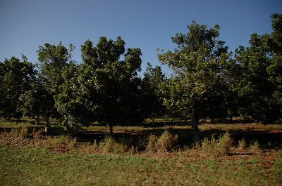 マカダミアナッツの木