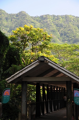 Tree Tops Restaurant