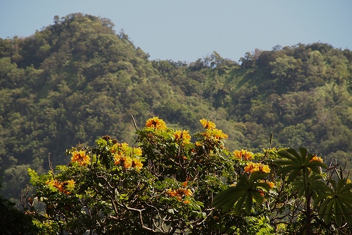 ハワイの熱帯雨林