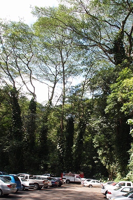 Tree Tops Restaurant