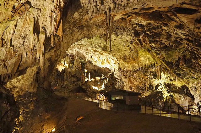 ポストイナ鍾乳洞　ホライモリ