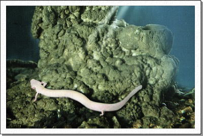 ポストイナ鍾乳洞　ホライモリ